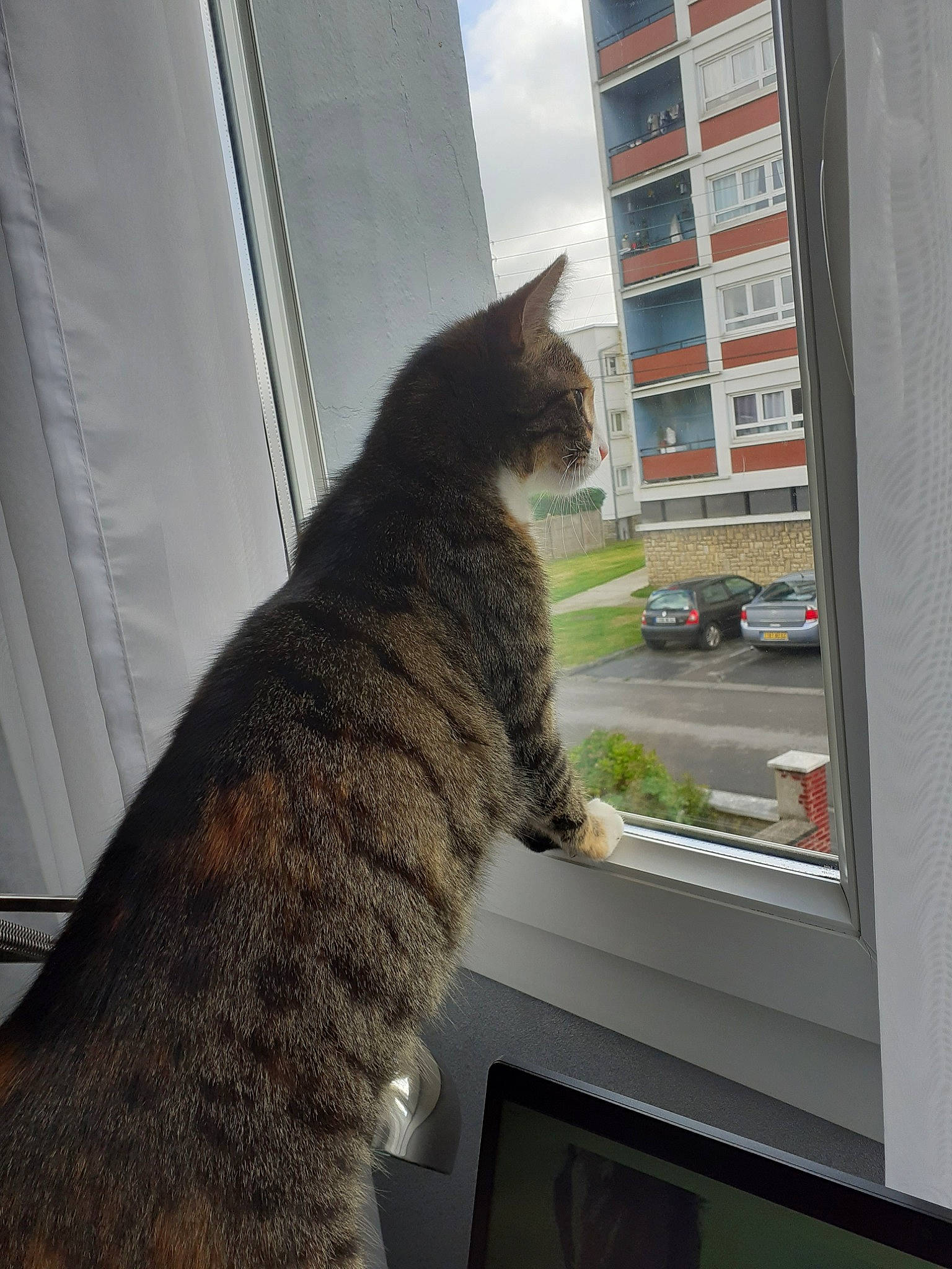 Lily Rose a rejoint le concours — aidez-le/la à gagner de superbes lots ! asian, carnivore, cat, domestic_short_haired_cat, dragon_li, european_shorthair, felidae, fur, german_rex, polydactyl_cat, small_to_medium_sized_cats, tabby_cat, tail, whiskers, window