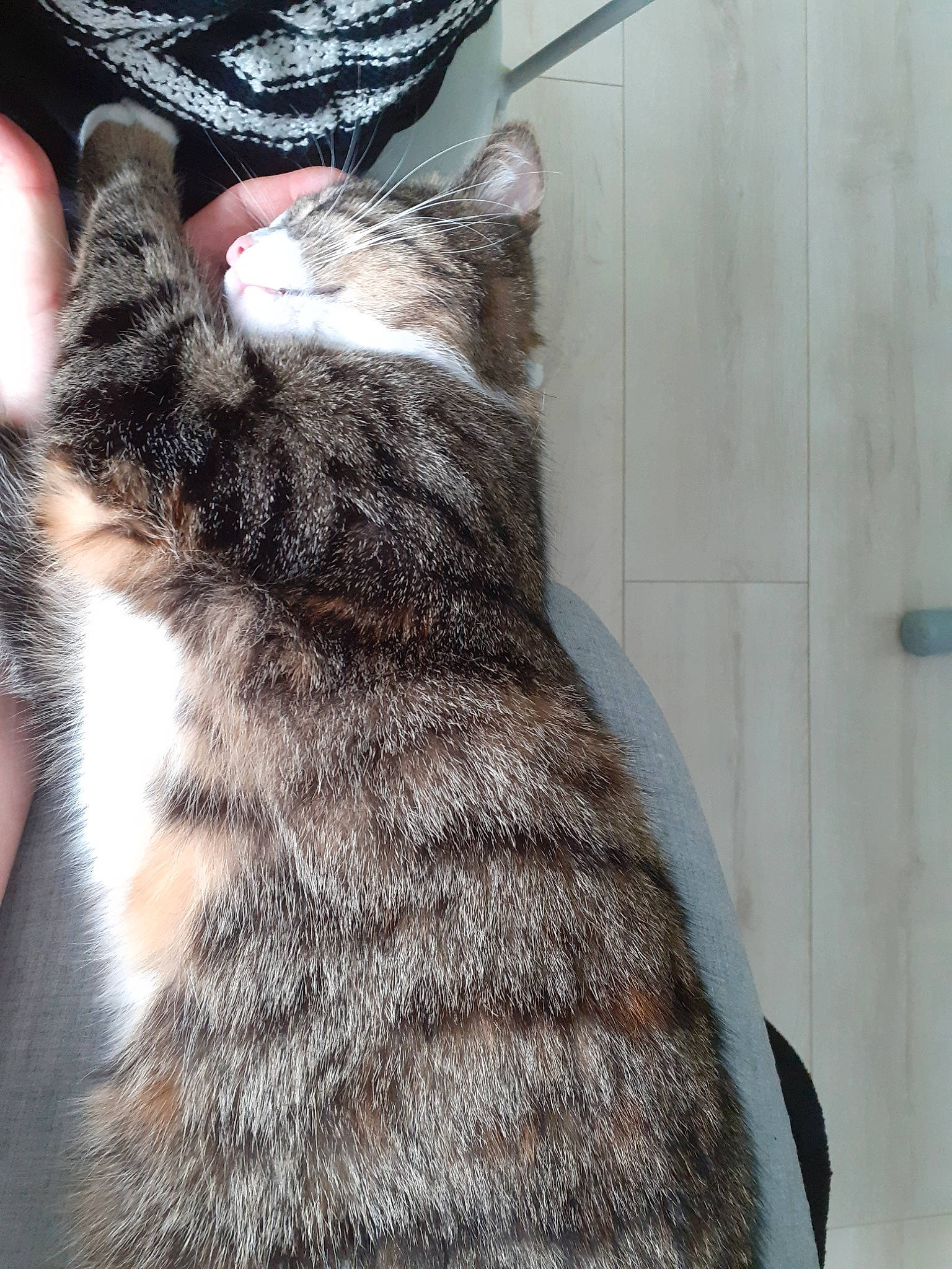 Lily Rose participe au concours pour gagner de l'argent avec cette photo : american_shorthair, asian, carnivore, cat, claw, domestic_short_haired_cat, dragon_li, european_shorthair, felidae, fur, fur_clothing, german_rex, polydactyl_cat, small_to_medium_sized_cats, snout, tabby_cat, tail, textile, whiskers, wild_cat