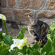 Elsa participe au concours pour gagner de l'argent avec cette photo : cat, tabby, flower, green_leaves, stone_wall, outdoor, nature, plant, garden, pet, animal, curious, feline, flora, closeup, daylight, ground, wildlife, mammal, leaf