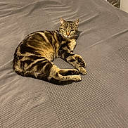 Elsa a rejoint le concours — aidez-le/la à gagner de superbes lots ! animal, bed, bedspread, cat, cute, domestic_cat, ears, feline, fur, gray, indoor, looking, paw, pet, relaxed, resting, sleepy, striped, tabby_cat, whiskers