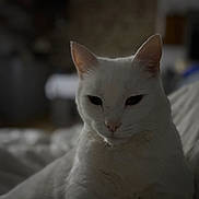 Jules a rejoint le concours — aidez-le/la à gagner de superbes lots ! animal, blurred_background, calm, cat, close_up, cute, domestic_animal, ears, feline, fur, indoor, mysterious, pet, portrait, quiet, relaxed, resting, soft_lighting, whiskers, white_cat