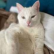 Jules participe au concours pour gagner de l'argent avec cette photo : white_cat, cat, pet, animal, feline, domestic_cat, relaxed, indoor, close_up, portrait, fur, whiskers, ears, pink_nose, blanket, cozy, resting, looking_at_camera, home, soft_light