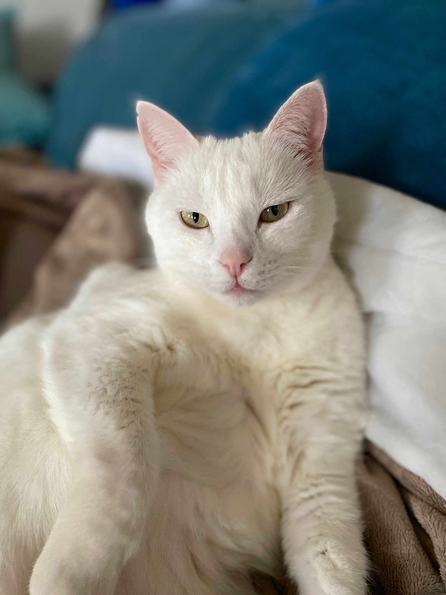 Jules participe au concours pour gagner de l'argent avec cette photo : white_cat, cat, pet, animal, feline, domestic_cat, relaxed, indoor, close_up, portrait, fur, whiskers, ears, pink_nose, blanket, cozy, resting, looking_at_camera, home, soft_light