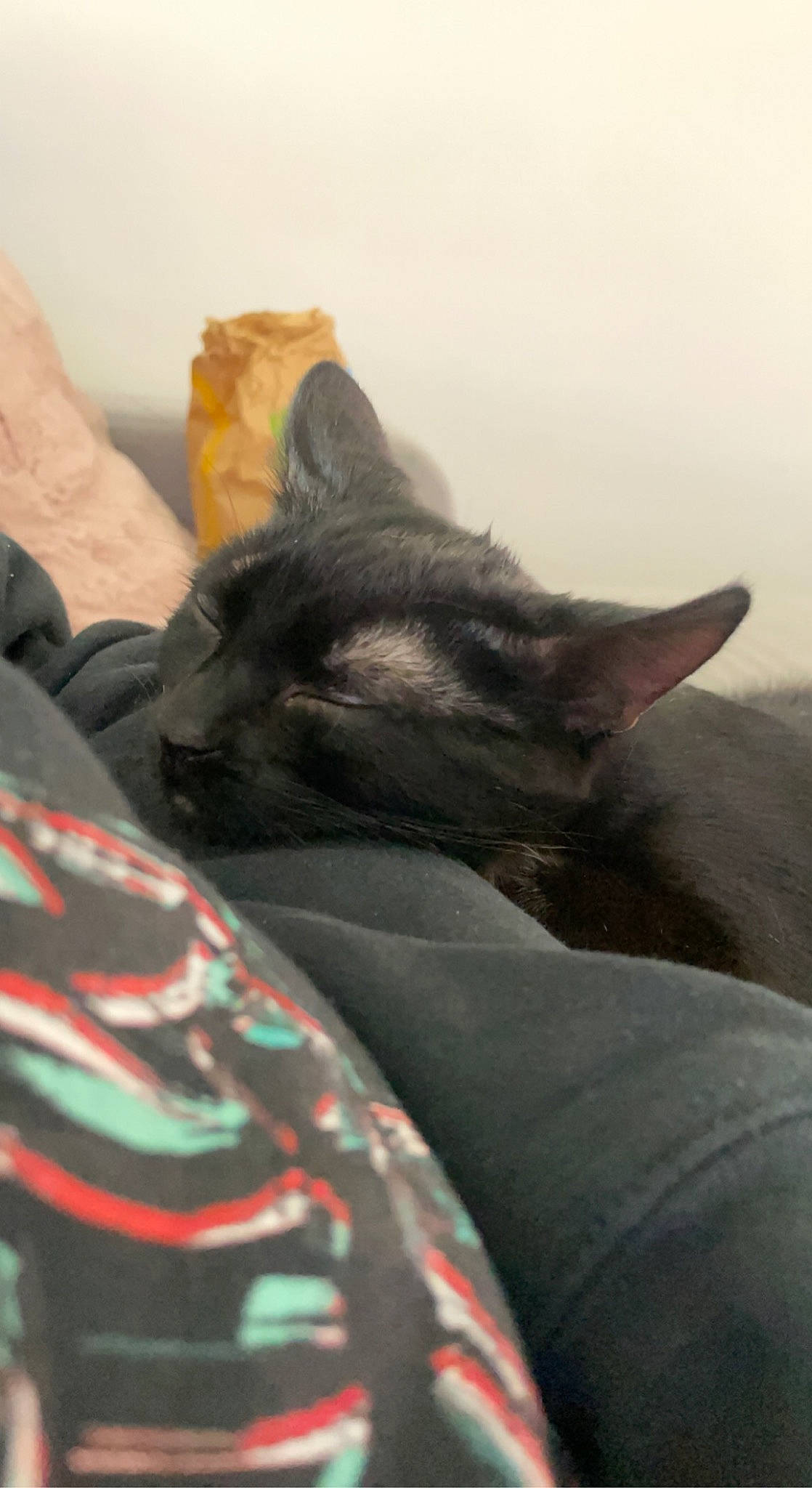 Kyro a rejoint le concours — aidez-le/la à gagner de superbes lots ! bed, black_cat, carnivore, cat, claw, comfort, dog_breed, domestic_short_haired_cat, felidae, fur, gesture, grey, human_leg, linens, paw, room, small_to_medium_sized_cats, snout, tail, whiskers