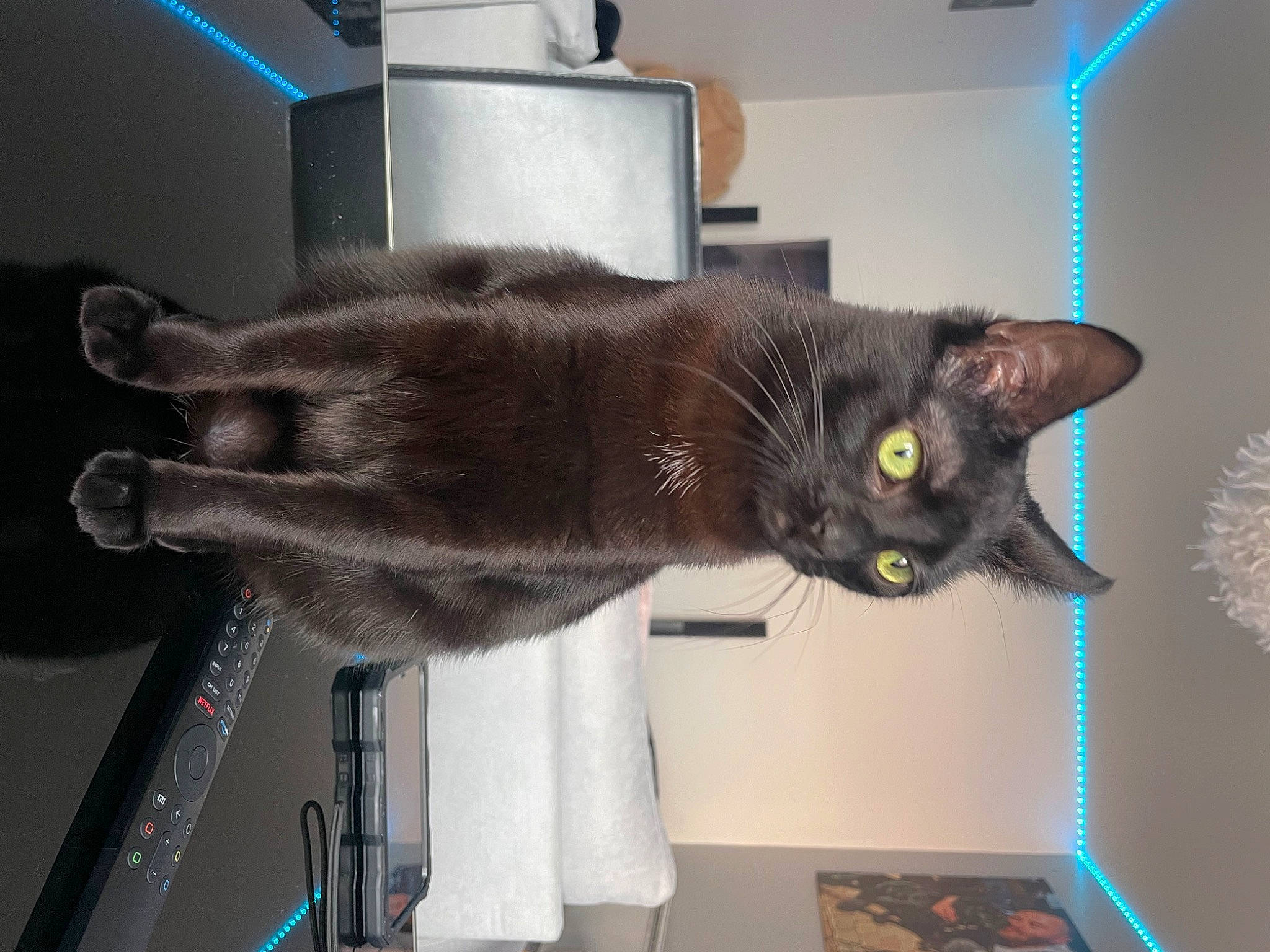 Kyro participe au concours pour gagner de l'argent avec cette photo : black_cat, box, carnivore, cat, domestic_short_haired_cat, felidae, fur, room, shelf, shelving, small_to_medium_sized_cats, tail, whiskers