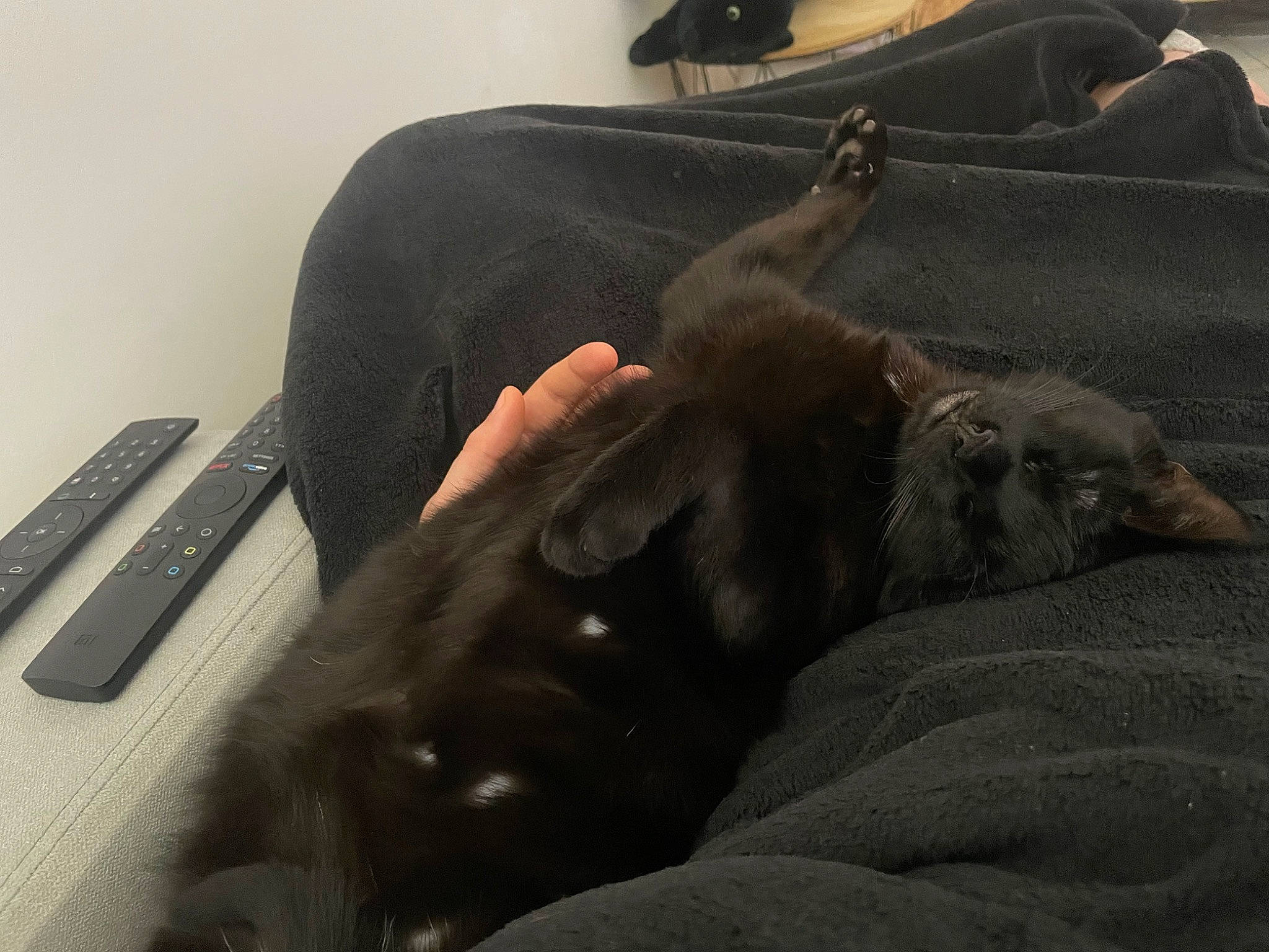 Kyro participe au concours pour gagner de l'argent avec cette photo : canidae, carnivore, comfort, companion_dog, dog, dog_breed, fawn, felidae, fur, gesture, grey, guard_dog, liver, non_sporting_group, remote_control, sitting, small_to_medium_sized_cats, sporting_group, working_animal, wrinkle