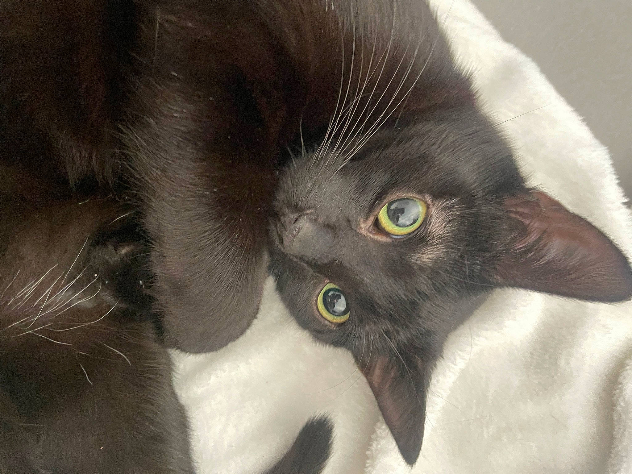 Kyro participe au concours pour gagner de l'argent avec cette photo : black_cat, carnivore, cat, claw, domestic_short_haired_cat, ear, eye, felidae, fur, havana_brown, head, paw, small_to_medium_sized_cats, snout, tail, whiskers