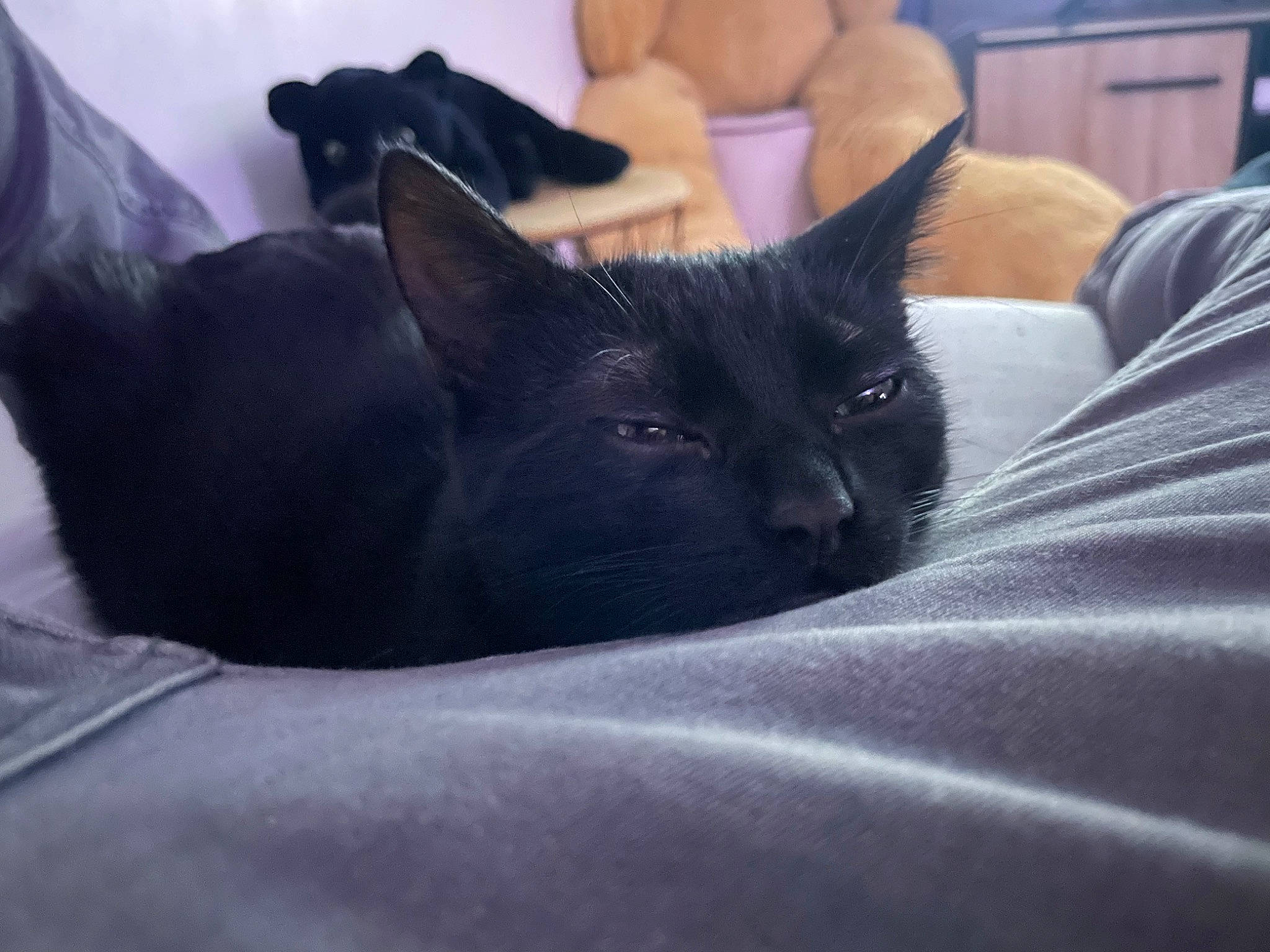 Kyro a rejoint le concours — aidez-le/la à gagner de superbes lots ! bed, bedding, black_cat, bombay, carnivore, cat, claw, comfort, domestic_short_haired_cat, felidae, fur, grey, human_leg, linens, nap, room, small_to_medium_sized_cats, snout, tail, whiskers