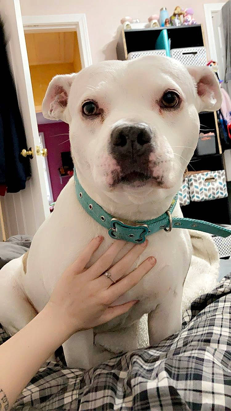 Chyna is registered to the contest to win money with this photo: canidae, carnivore, collar, companion_dog, curtain, dog, dog_breed, dog_collar, dogo_argentino, dogo_guatemalteco, fawn, non_sporting_group, pattern, photography, plaid, snout, sporting_group, tartan, whiskers, working_animal