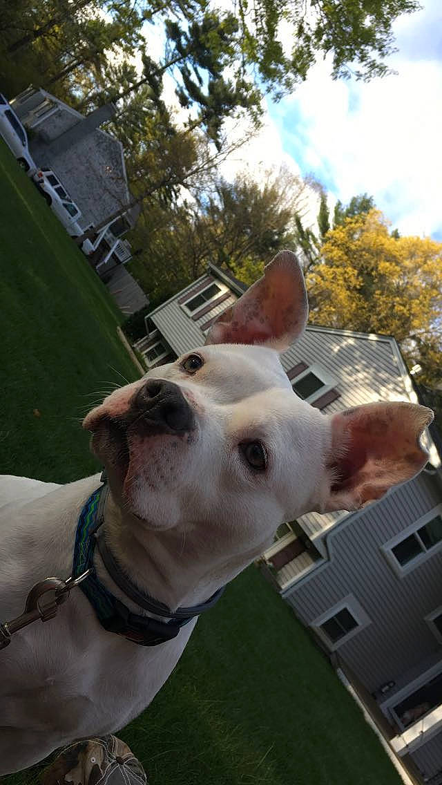 Chyna joined the competition — help win amazing prizes! building, bull_and_terrier, bull_terrier, carnivore, cloud, collar, companion_dog, dog, dog_breed, dog_collar, english_white_terrier, fawn, grass, plant, sky, snout, sporting_group, tree, whiskers, working_animal