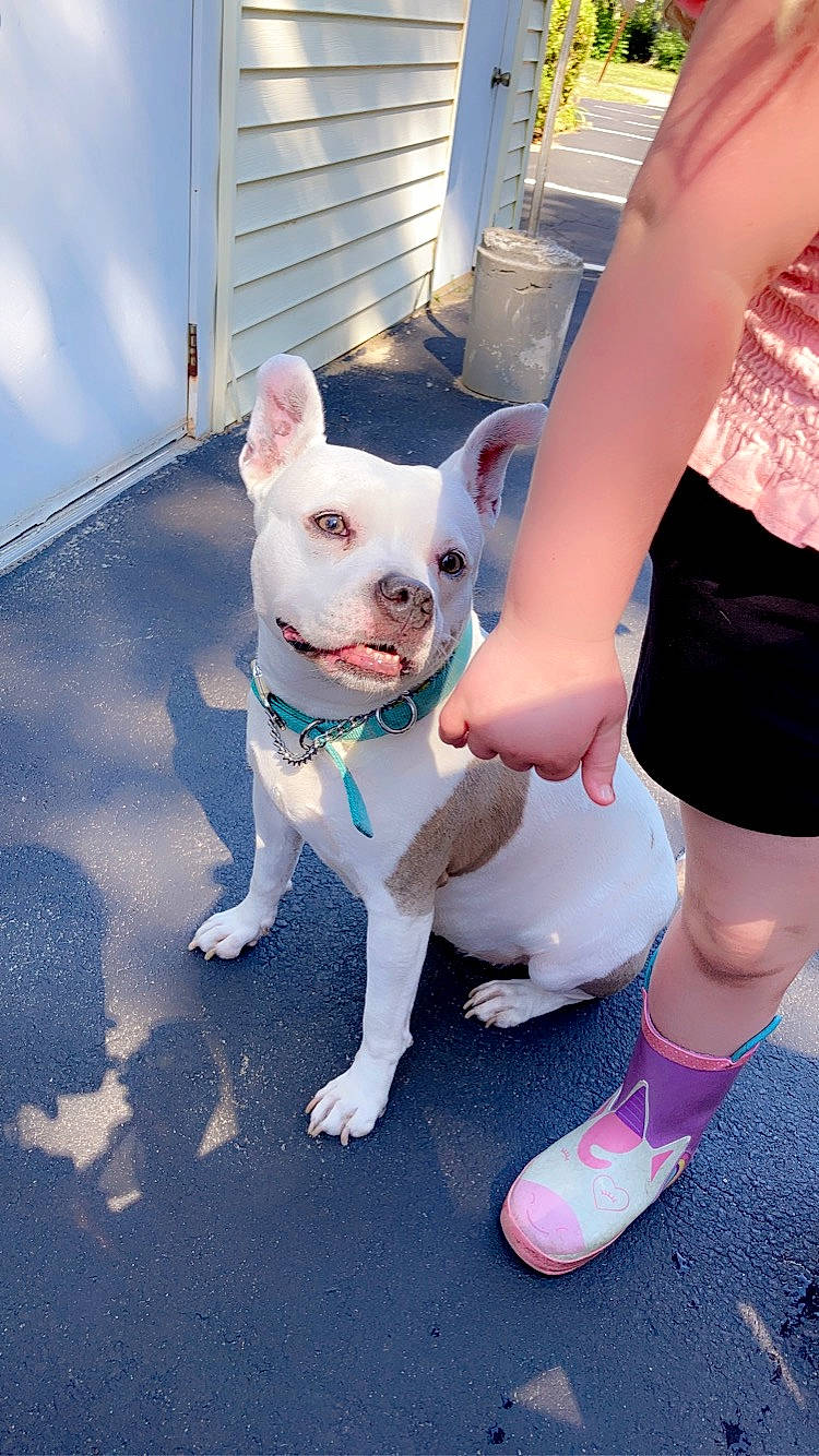 Chyna joined the competition — help win amazing prizes! canidae, carnivore, collar, companion_dog, dog, dog_breed, dog_clothes, dog_supply, electric_blue, fashion_accessory, fawn, human_leg, knee, pink, snout, sock, tail, thigh, toy_dog, working_animal