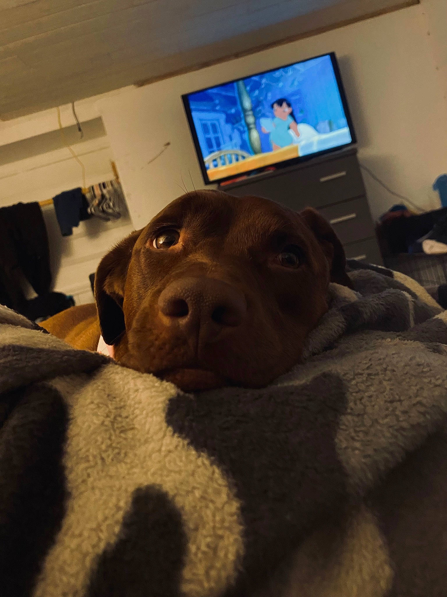 Kieta May is registered to the contest to win money with this photo: cable_television, carnivore, comfort, companion_dog, couch, display_device, dog, dog_breed, electronic_device, fawn, flooring, fur, gadget, picture_frame, selfie, snout, television, television_set, whiskers, working_animal