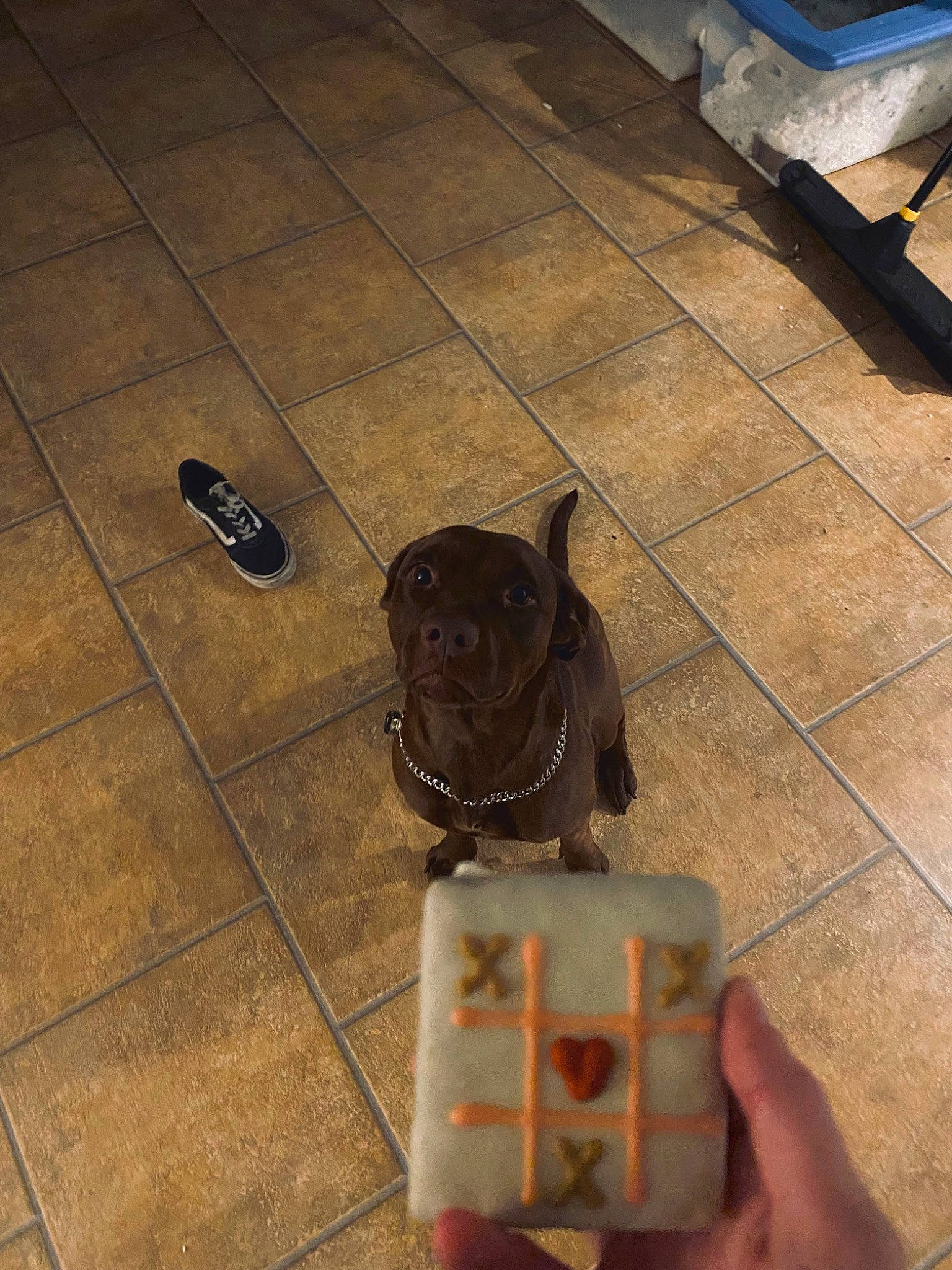 Kieta May joined the competition — help win amazing prizes! companion_dog, dog, dog_breed, fawn, felidae, floor, flooring, hardwood, human_leg, laminate_flooring, metal, pug, road_surface, room, shadow, small_to_medium_sized_cats, tail, wood, wood_flooring, working_animal