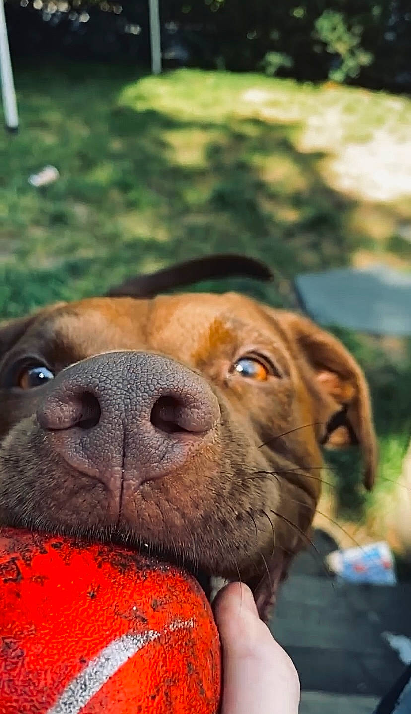 Kieta May is registered to the contest to win money with this photo: boxer, carnivore, close_up, collar, companion_dog, dog, dog_breed, dog_collar, ear, fawn, fur, grass, liver, molosser, pet_supply, snout, terrestrial_animal, whiskers, working_animal, wrinkle