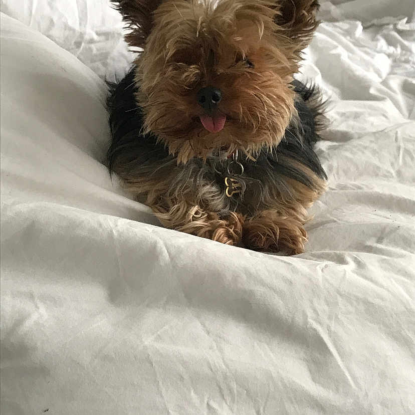 Channel is registered to the contest to win money with this photo: bolonka, cairn_terrier, canidae, carnivore, chinese_imperial_dog, companion_dog, dog, dog_breed, griffon_bruxellois, mammal, morkie, puppy, rare_breed_dog, schnoodle, shih_tzu, small_terrier, snout, terrier, toy_dog, yorkshire_terrier