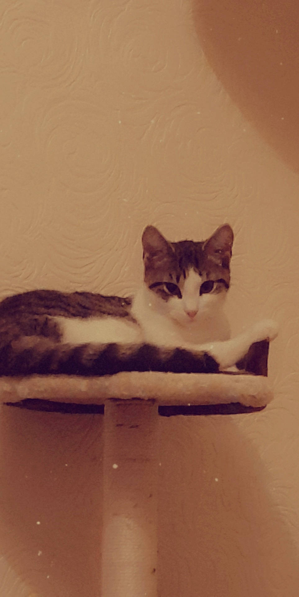 Pepper is registered to the contest to win money with this photo: aegean_cat, carnivore, cat, domestic_short_haired_cat, european_shorthair, felidae, kitten, ojos_azules, small_to_medium_sized_cats, tail, whiskers