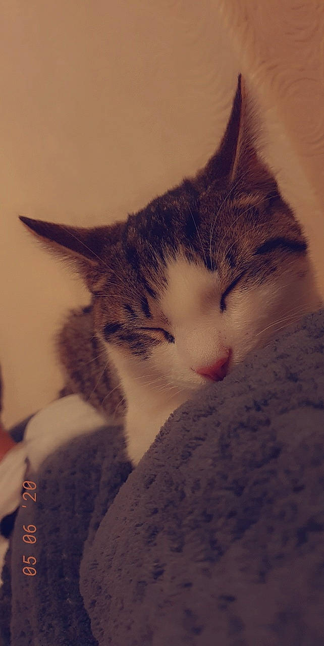 Pepper joined the competition — help win amazing prizes! aegean_cat, american_wirehair, carnivore, cat, domestic_short_haired_cat, ear, european_shorthair, eye, felidae, fur, kitten, norwegian_forest_cat, nose, ojos_azules, small_to_medium_sized_cats, snout, whiskers