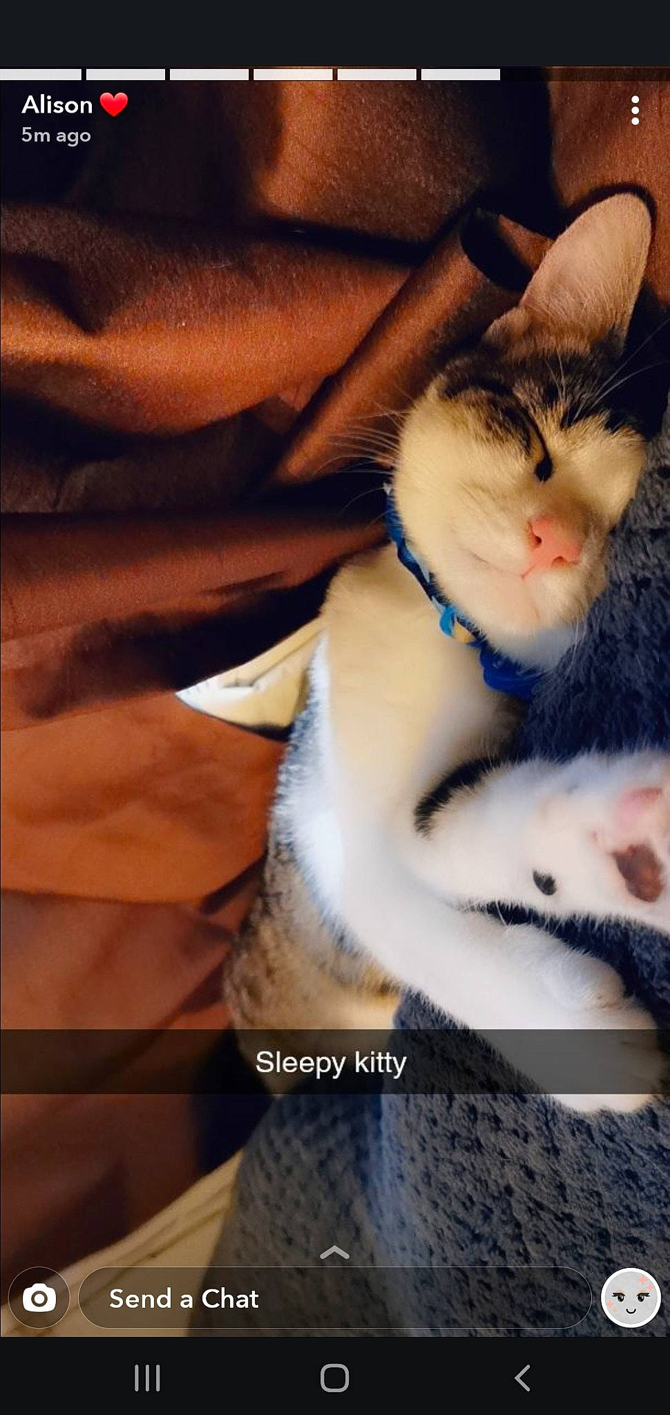 Pepper joined the competition — help win amazing prizes! aegean_cat, american_wirehair, asian, carnivore, cat, domestic_short_haired_cat, felidae, fur, kitten, nose, ojos_azules, paw, photography, small_to_medium_sized_cats, snout, turkish_van, whiskers