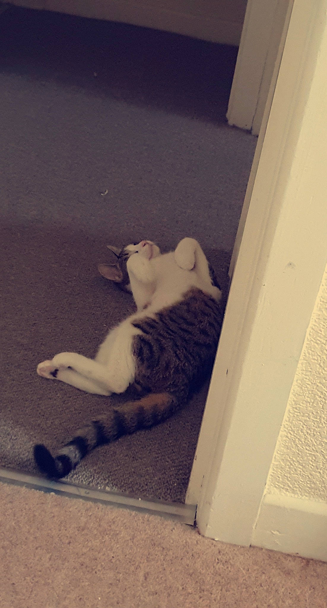 Pepper is registered to the contest to win money with this photo: aegean_cat, carnivore, cat, domestic_short_haired_cat, european_shorthair, felidae, kitten, leg, nap, polydactyl_cat, sleep, small_to_medium_sized_cats, tail, whiskers