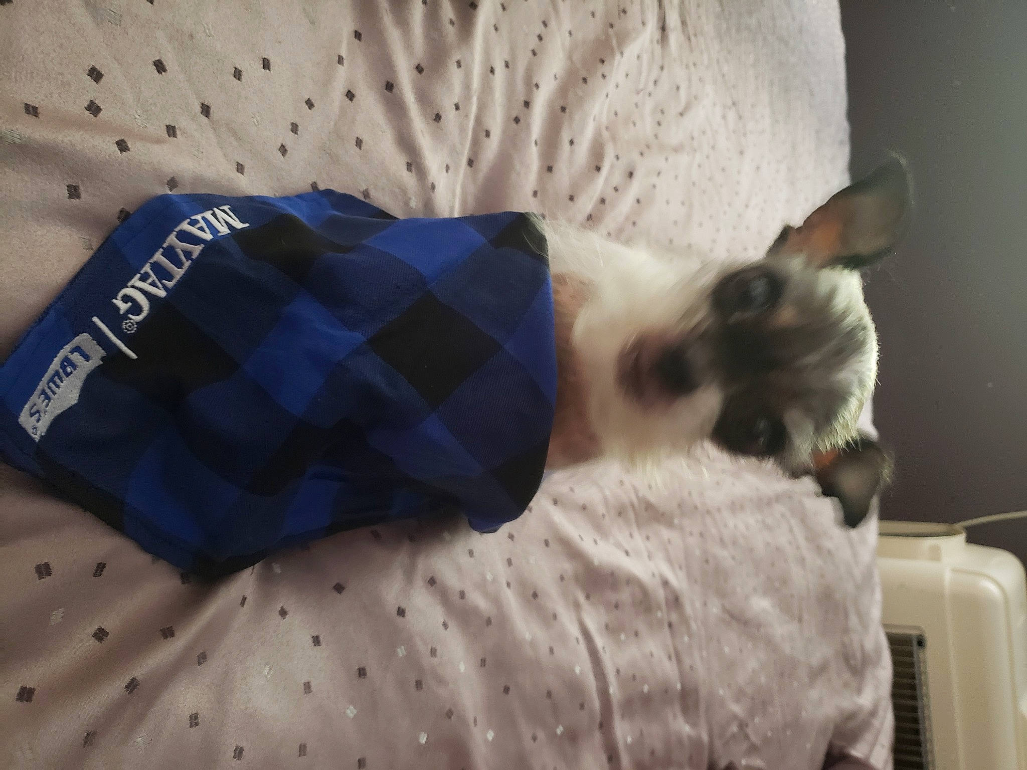 Mitzi joined the competition — help win amazing prizes! canidae, carnivore, cat, comfort, companion_dog, dog_breed, fawn, felidae, fur, linens, nap, pattern, plaid, siamese, sleeve, small_to_medium_sized_cats, sporting_group, tail, tartan, whiskers