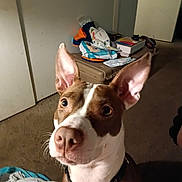 Genesis is registered to the contest to win money with this photo: animal, bag, blanket, box, brown_and_white, carpet, close_up, collar, curious, dog, domestic, door, floor, household_items, indoor, large_ears, pet, pink_nose, room, wall