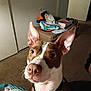 animal, bag, blanket, box, brown_and_white, carpet, close_up, collar, curious, dog, domestic, door, floor, household_items, indoor, large_ears, pet, pink_nose, room, wall