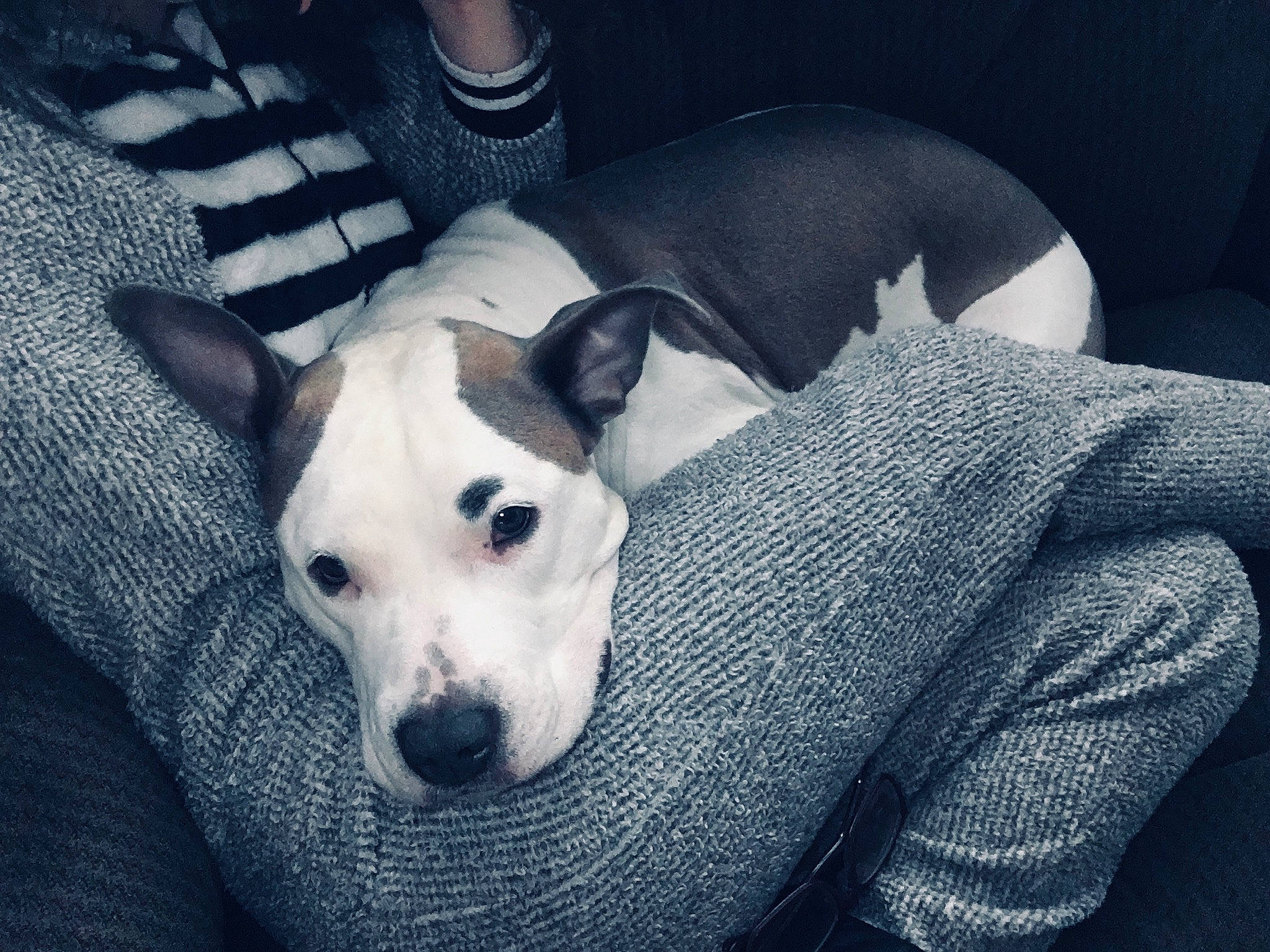 Eva joined the competition — help win amazing prizes! canidae, carnivore, companion_dog, dog, dog_breed, ear, english_white_terrier, feist, mammal, non_sporting_group, puppy_love, rare_breed_dog, snout, vertebrate, whiskers