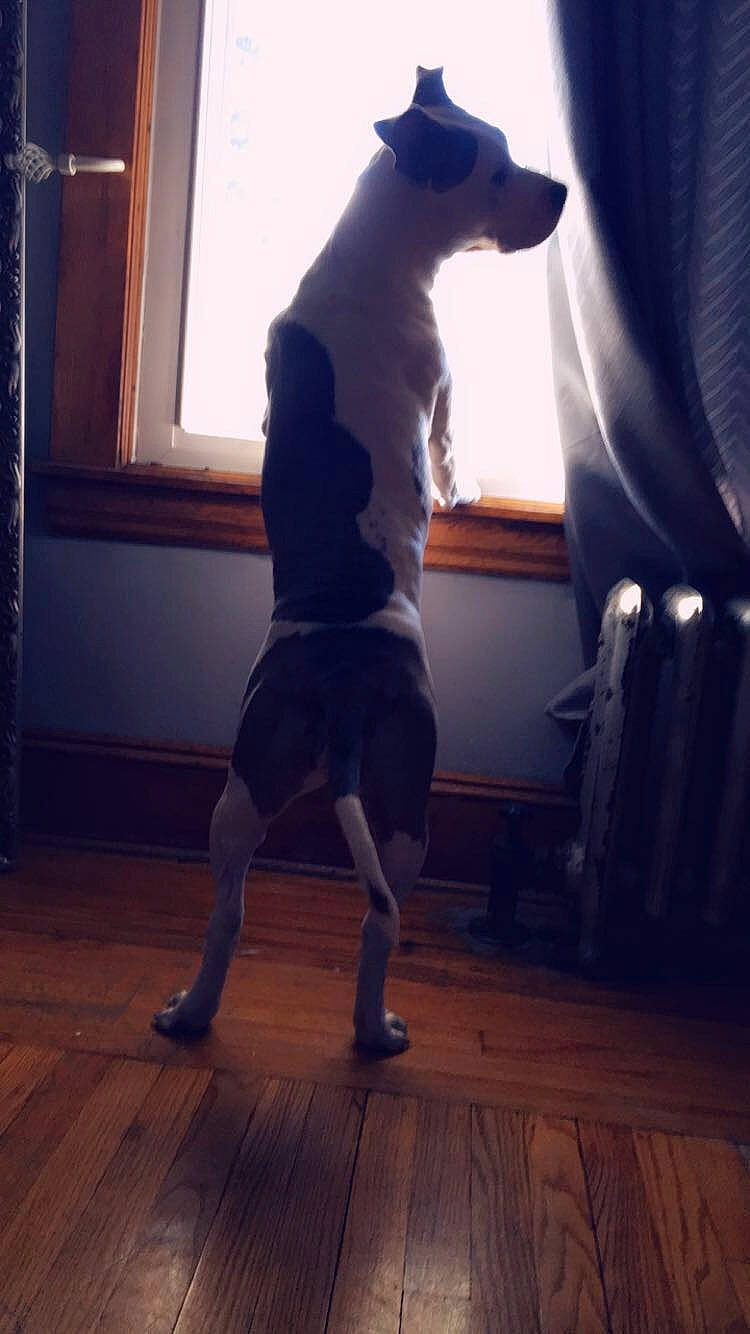 Eva joined the competition — help win amazing prizes! canidae, carnivore, companion_dog, dog, dog_breed, floor, flooring, guard_dog, hardwood, non_sporting_group, tail, wood