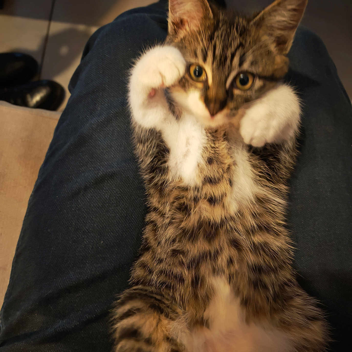 Clafoutis a rejoint le concours — aidez-le/la à gagner de superbes lots ! animal, blurred, cat, clothing, cute, feline, floor, furry, indoor, jeans, kitten, lap, newspaper, person, pet, playful, shoes, soft_focus, tabby, white_paws