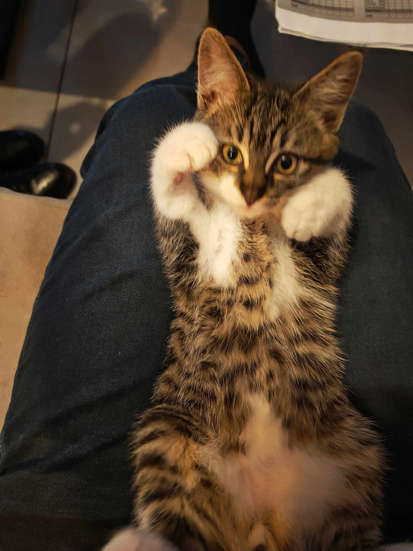 Clafoutis a rejoint le concours — aidez-le/la à gagner de superbes lots ! animal, blurred, cat, clothing, cute, feline, floor, furry, indoor, jeans, kitten, lap, newspaper, person, pet, playful, shoes, soft_focus, tabby, white_paws