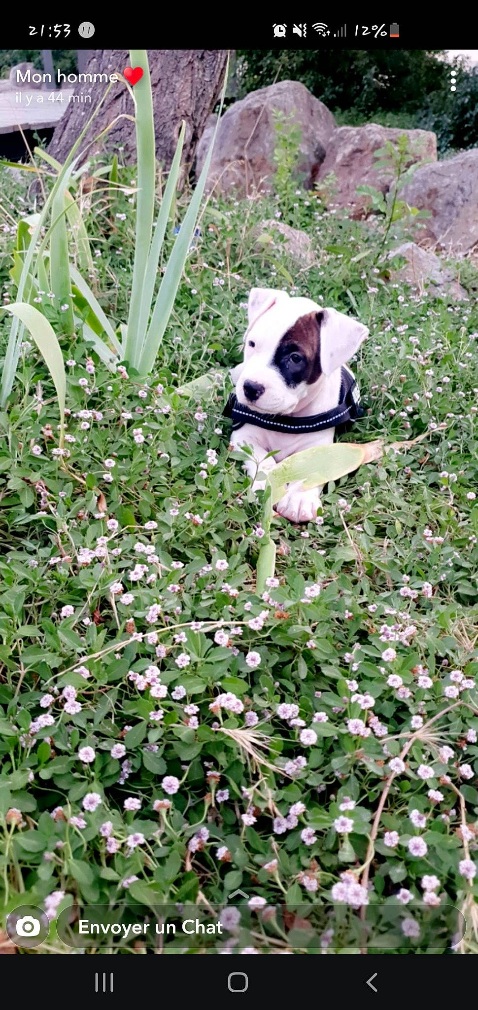 Marlon a rejoint le concours — aidez-le/la à gagner de superbes lots ! annual_plant, botany, bulldog, carnivore, companion_dog, dog, dog_breed, fawn, flower, flowering_plant, garden, grass, groundcover, herbaceous_plant, petal, plant, rose_family, shrub, toy_dog, working_animal
