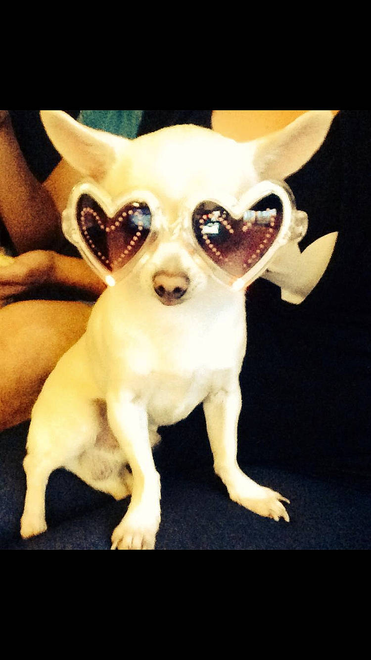 Disney a rejoint le concours — aidez-le/la à gagner de superbes lots ! canidae, carnivore, companion_dog, dishware, dog, dog_breed, ear, fawn, figurine, fur, head, jaw, serveware, snout, sunglasses, tail, terrestrial_animal, toy_dog, whiskers, working_animal