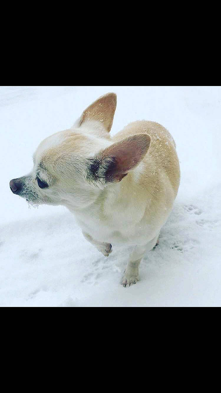 Disney a rejoint le concours — aidez-le/la à gagner de superbes lots ! canidae, carnivore, claw, collar, companion_dog, dog, dog_breed, dog_supply, fawn, fur, paw, pet_supply, snout, snow, sporting_group, tail, terrestrial_animal, whiskers, winter, working_animal