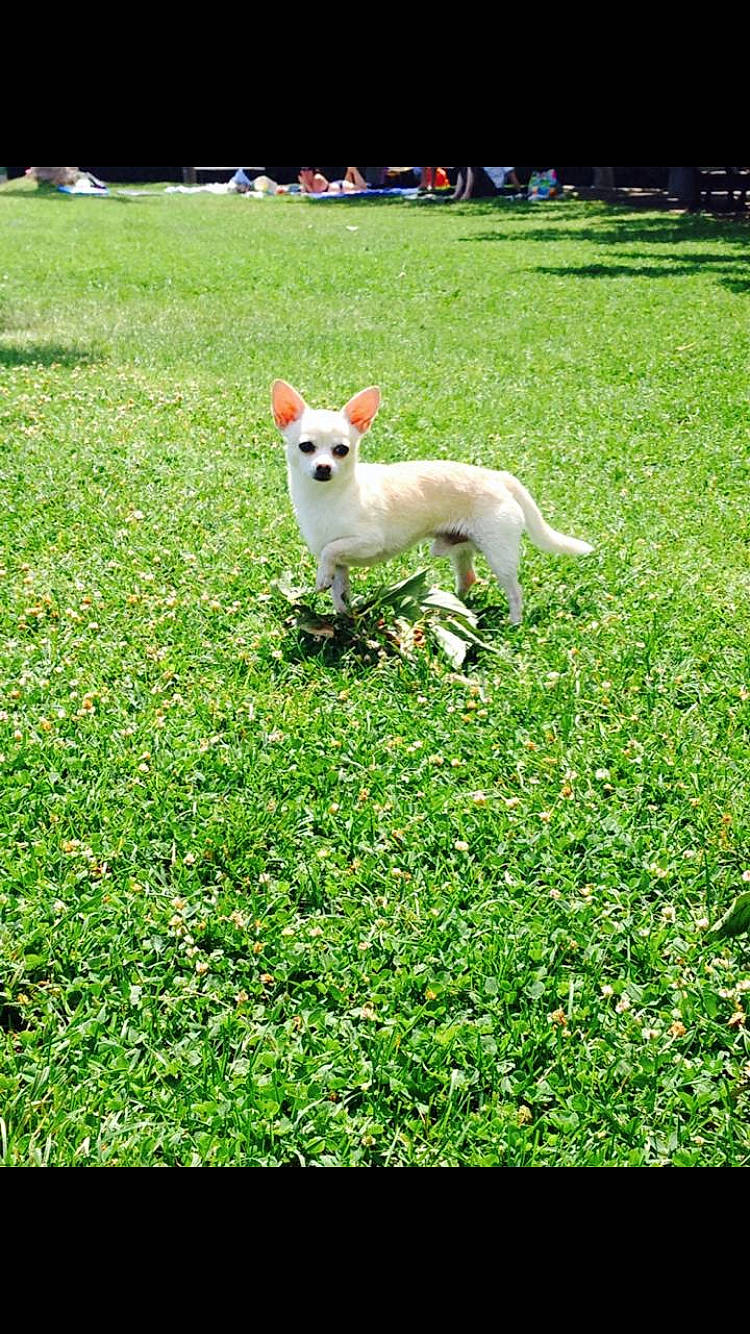 Disney a rejoint le concours — aidez-le/la à gagner de superbes lots ! carnivore, companion_dog, dog, dog_breed, grass, grass_family, grassland, green, groundcover, landscape, lawn, meadow, natural_environment, natural_landscape, nature, pasture, people_in_nature, plant, tail, tree