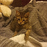Houdini is registered to the contest to win money with this photo: kitten, cat, tabby, blanket, soft, cozy, indoor, pet, fur, cute, animal, comfort, texture, resting, young, domestic, sleepy, warm, furry, curious