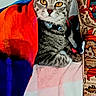 Sugar is registered to the contest to win money with this photo: cat, tabby_cat, pet, animal, feline, sitting, portrait, blue_eyes, golden_eyes, collar, blanket, cozy, indoors, home, couch, colorful, red, blue, patterned_fabric, alert