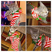 Sugar joined the competition — help win amazing prizes! cat, gray_cat, pet, feline, holiday_outfit, striped_costume, christmas, red_and_white, green_trim, collage, four_panel, indoor, living_room, television, christmas_lights, carpet, wooden_floor, whiskers, yellow_eyes, playful