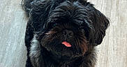Nuba participe au concours pour gagner de l'argent avec cette photo : adorable, animal, black_dog, companion, cute, dog, ears, face, floor, fluffy, fur, house, indoor, looking_up, pet, playful, small_dog, tail, tile_floor, tongue_out