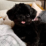 Nuba a rejoint le concours — aidez-le/la à gagner de superbes lots ! dog, black_dog, pet, cute, tongue_out, blanket, cozy, indoor, fur, small_dog, companion, animal, resting, cute_pet, domestic_animal, portrait, snout, ears, soft_texture, relaxing