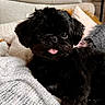 dog, black_dog, pet, cute, tongue_out, blanket, cozy, indoor, fur, small_dog, companion, animal, resting, cute_pet, domestic_animal, portrait, snout, ears, soft_texture, relaxing