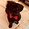 dog, black_dog, bow_tie, pet, indoor, floor, tile_floor, small_dog, cute, looking_up, animal, companion, domestic_animal, furry, adorable, sitting, red_bow, portrait, household, curious