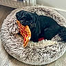 Nuba a rejoint le concours — aidez-le/la à gagner de superbes lots ! animal, black_dog, cozy, cute, dog, dog_bed, floor, fluffy_bed, furniture, home, indoor, pet, pizza_toy, plush_toy, resting, small_dog, striped_towel, toy, wall, wood_floor