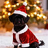 dog, black_dog, santa_hat, santa_costume, christmas, holiday, festive, cute, pet, fur, tongue, fluffy, indoors, decorations, tree, lights, blurred_background, winter, small_dog, costume