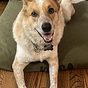 Cosmo joined the competition — help win amazing prizes! brown_and_white, canine, collar, cushion, decor, dog, domestic_animal, ears_up, floor, happy, indoor, looking_at_camera, lying_down, pet, shelf, smiling, tag, toy_truck, vase, wooden_floor