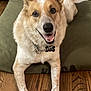 brown_and_white, canine, collar, cushion, decor, dog, domestic_animal, ears_up, floor, happy, indoor, looking_at_camera, lying_down, pet, shelf, smiling, tag, toy_truck, vase, wooden_floor