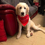 Sara a rejoint le concours — aidez-le/la à gagner de superbes lots ! dog, puppy, red_bandana, indoor, couch, red_couch, gray_blanket, tile_floor, white_fur, pet, sitting, curious, furniture, domestic, living_room, calm, home, companion, animal, cute