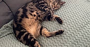 Zoom a rejoint le concours — aidez-le/la à gagner de superbes lots ! animal, belly_up, blanket, cat, couch, cozy, ears, feline, indoors, lying_down, nap, paws, pet, relaxed, sleeping, spotted, striped_fur, tabby, tail, whiskers