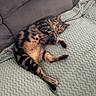 animal, belly_up, blanket, cat, couch, cozy, ears, feline, indoors, lying_down, nap, paws, pet, relaxed, sleeping, spotted, striped_fur, tabby, tail, whiskers