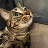 Zoom a rejoint le concours — aidez-le/la à gagner de superbes lots ! animal, cat, close_up, couch, dramatic_pose, ears, fur, green_eyes, home, indoor, nose, paw, pet, photography, portrait, relaxed, striped_fur, tabby_cat, upward_gaze, whiskers