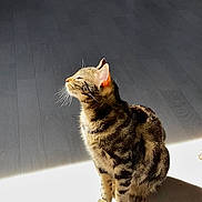 Zoom a rejoint le concours — aidez-le/la à gagner de superbes lots ! animal, brown_fur, cat, cute, daylight, ears, feline, home, indoor, pet, portrait, profile, relaxed, shadow, sitting, striped_fur, sunlight, tabby, whiskers, wood_floor